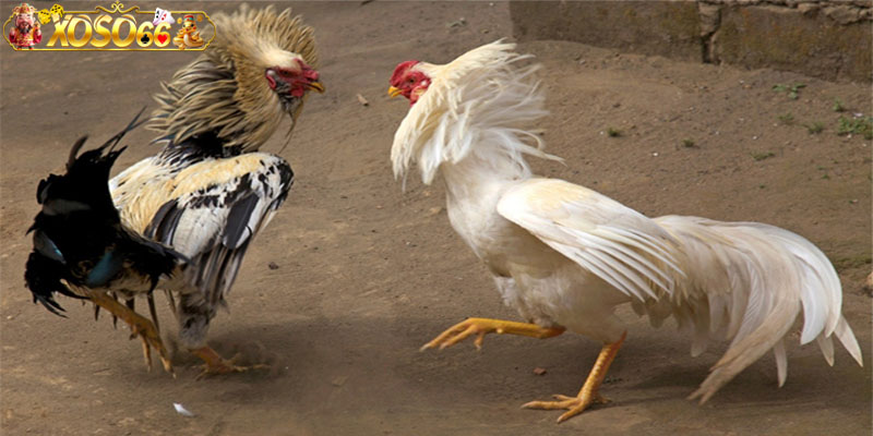 luật đá gà miền bắc
